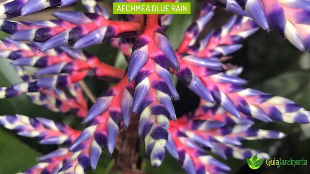 Aechmea Blue Rain