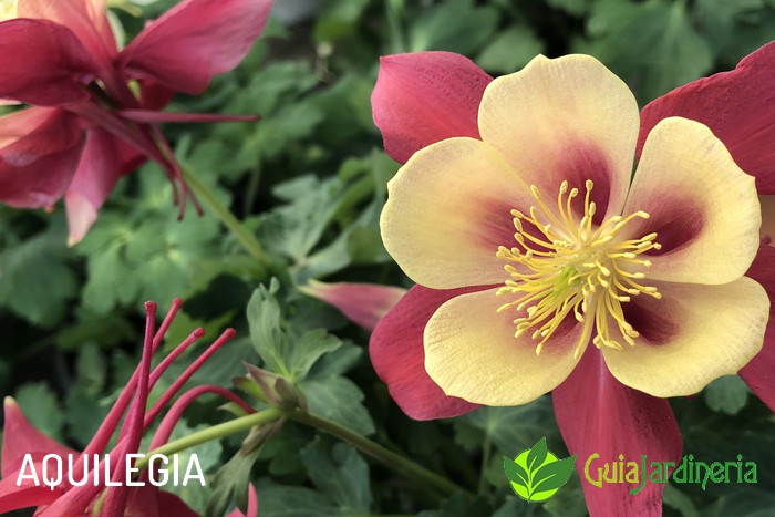 Aquilegia