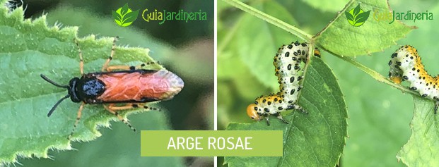 Arge rosae - Falsa oruga del rosal