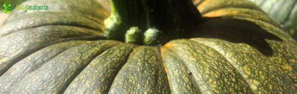 Calabaza en Huerto Urbano