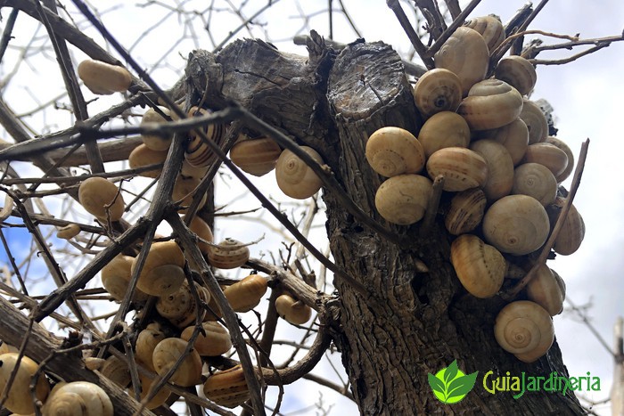 Los caracoles en el jardín causan daños en las plantas