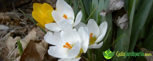 Crocus Vernus blancos