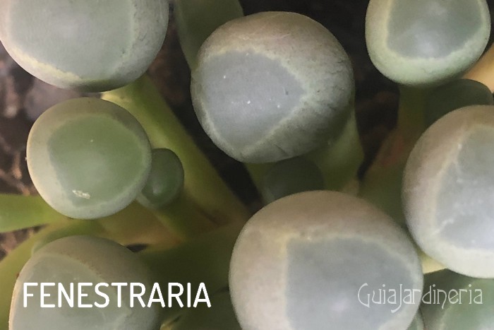 Fenestraria