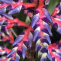 Aechmea Blue Rain galeria fotos