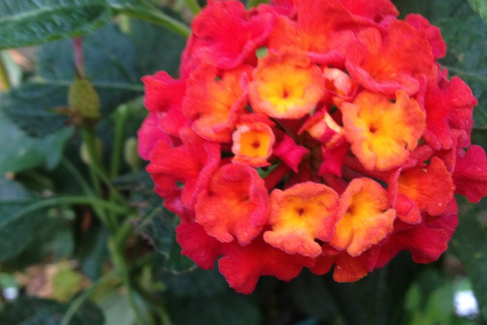 Lantana