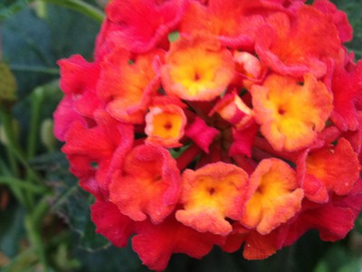 Lantana