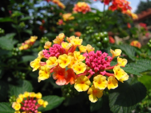 Lantana