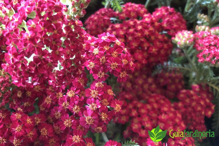 Milenrama (Achillea millefolium)