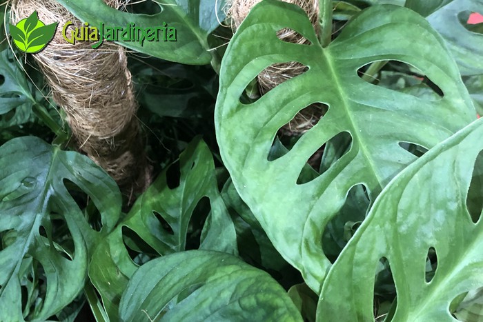 Monstera Monkey Leaf