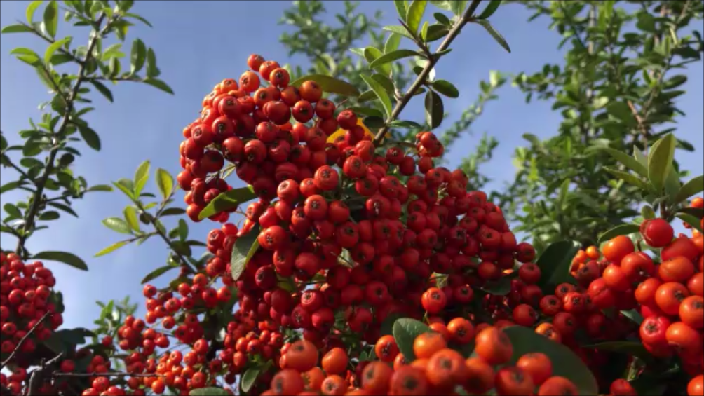 La Piracanta en Otoño alcanza su máximo esplendor