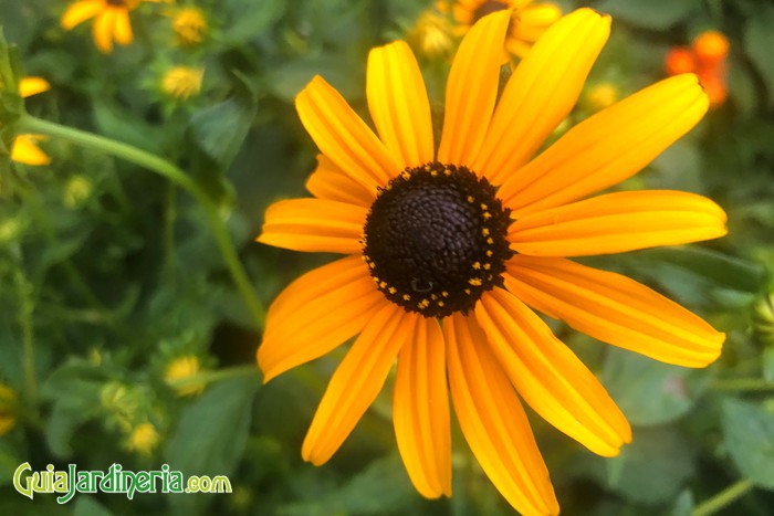 La rudbeckia amarilla es una planta muy vistosa y versátil