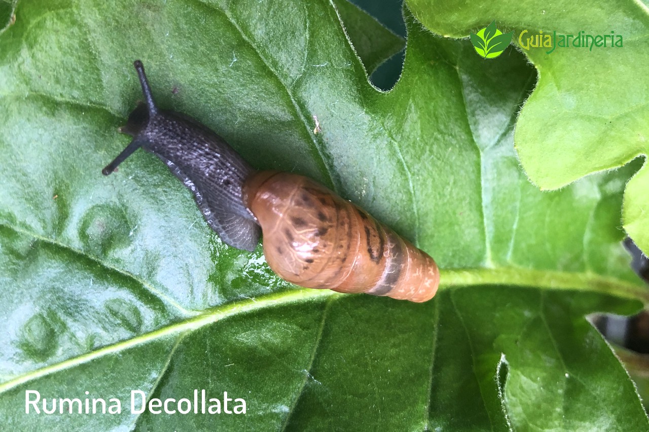 Rumina Decollata o caracola terrestre