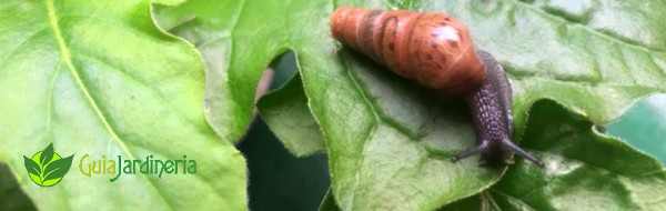 Rumina Decollata