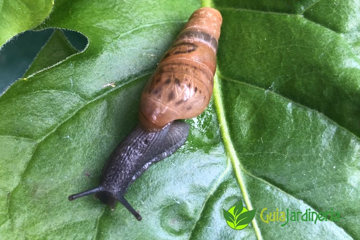 Rumina Decollata sobre hoja